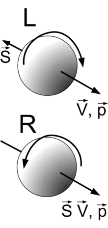 La notion d'hélicité pour les particules élémentaires comme les quarks et les leptons est illustrée par ce schéma. V et p sont respectivement les vecteurs vitesse et quantité de mouvement de ces particules, que l'on peut se représenter comme des toupies en rotation. Le vecteur de moment cinétique propre S représente leur spin. Selon que celui-ci est parallèle ou antiparallèle aux vecteurs V et p, la particule, par exemple un neutrino, est dite droite (R pour <em>right</em> en anglais) ou gauche (L pour <em>left </em>en anglais). © haade, cc by sa 3.0