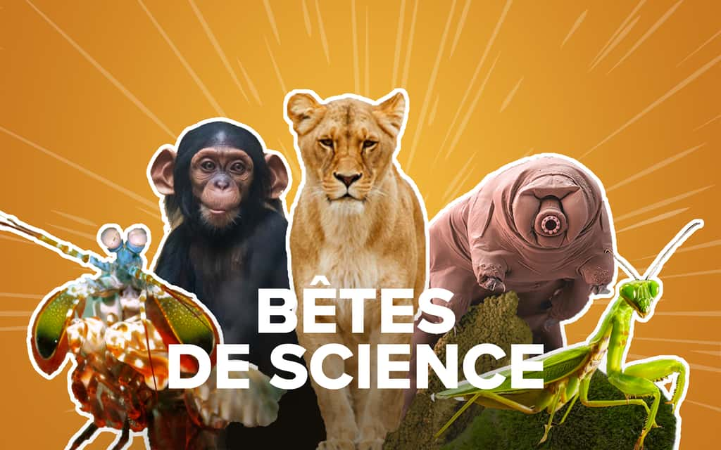 Retrouvez Bêtes de Science un mardi sur deux, et désormais, pour les abonné·e·s, 3 jours avant tout le monde ! © Futura