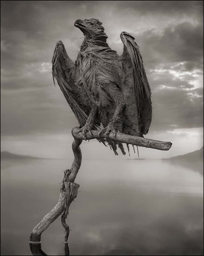 Aigle momifié du lac Natron. © Nick Brandt