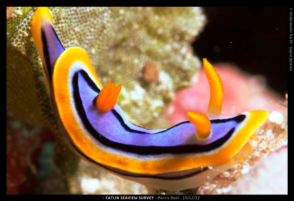 Les nudibranches sont des animaux marins caractérisés par leurs branchies nues. Ils forment un ordre de mollusques gastéropodes (<em>Nudibranchia</em>). Celui présent sur cette image vit sur la Grande barrière de corail. © Catlin Seaview Survey, Jayne Jenkins 