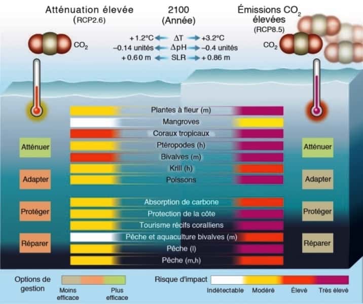 Les modifications physiques et chimiques de l'océan pourraient avoir un impact sur les organismes et les services écosystémiques selon deux scénarios : atténuation élevée (RCP2.6) et <em>business-as-usual</em> (c'est-à-dire si la situation perdure) (RCP8.5). Les changements de température (∆T) et de pH (acidité ; ∆pH) en 2090-2099 sont exprimés par rapport à la période préindustrielle (1870-1899). L'augmentation du niveau de la mer (SLR) en 2100 est exprimée par rapport à 1901. RCP2.6 est beaucoup plus favorable à l'océan même si plusieurs écosystèmes, biens et services restent très vulnérables. Ce scénario fournit également des options de gestion plus efficaces. Sur ce schéma, h, l et m correspondent respectivement aux latitudes hautes, moyennes et basses. © CNRS