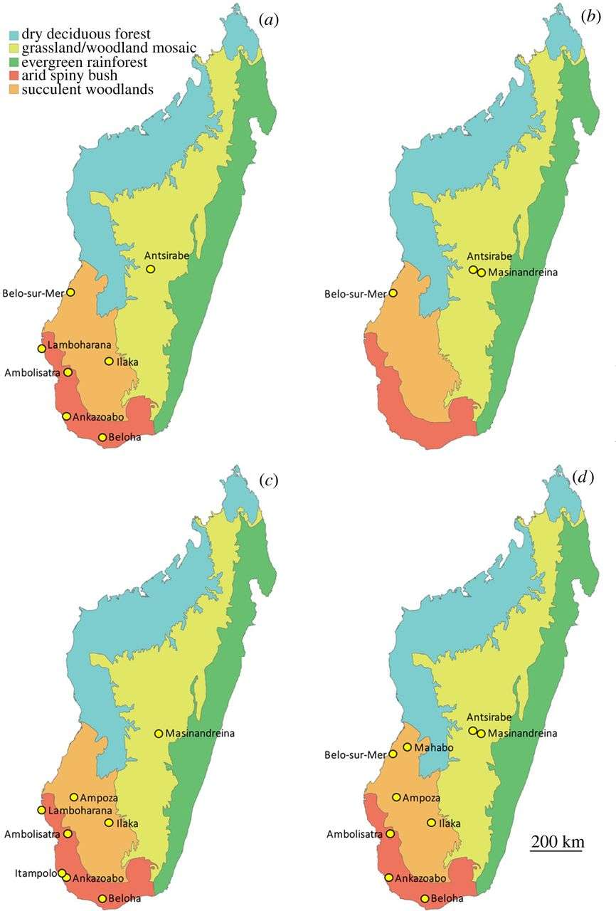 Répartition des quatre espèces d’oiseaux-éléphants de Madagascar identifiées dans l’étude. Les couleurs rouge, orange, vert, jaune et bleu représentent différents écosystèmes, respectivement : broussailles épineuses en milieu aride, boisé, forêt tropicale, mélange de forêts et de prairies, forêt décidue (arbres à feuilles caduques). Les cartes a, b, c et d correspondent respectivement à <em>M. modestus</em>, <em>A. hildebrandti</em>, <em>A. maximus</em> et <em>V. titan</em>, dont la présence est indiquée par des points jaunes. © James Hansford, Samuel Turvey, <em>Royal Society Open Science</em>, 2018