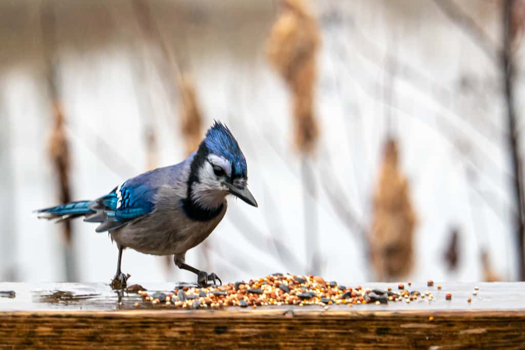 Le risque que des oiseaux consomment des graines de betterave enrobées de néonicotinoïdes semble faible. © Colin Temple, Adobe Stock