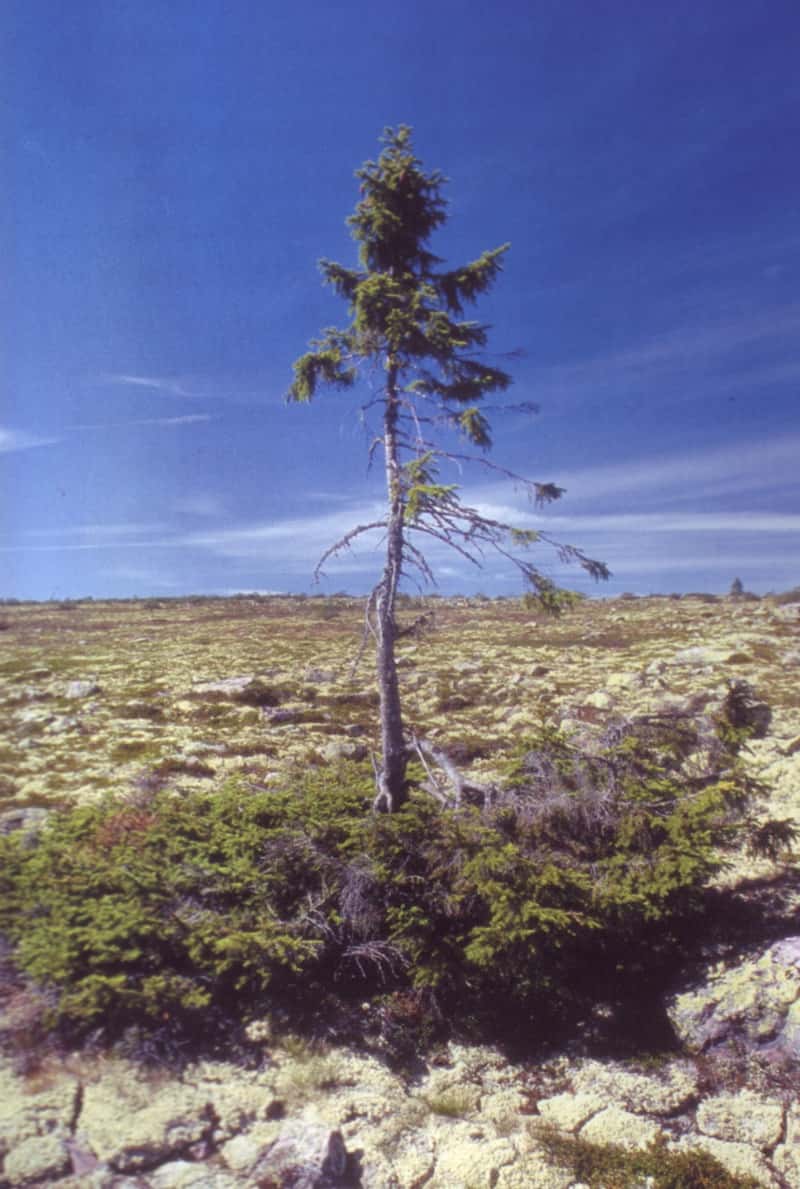 Baptisé le vieux Tjikko, cet arbre est un épicéa (<em>Picea abies</em>) de Suède âgé de plus 9.550 ans. © Leif Kullman