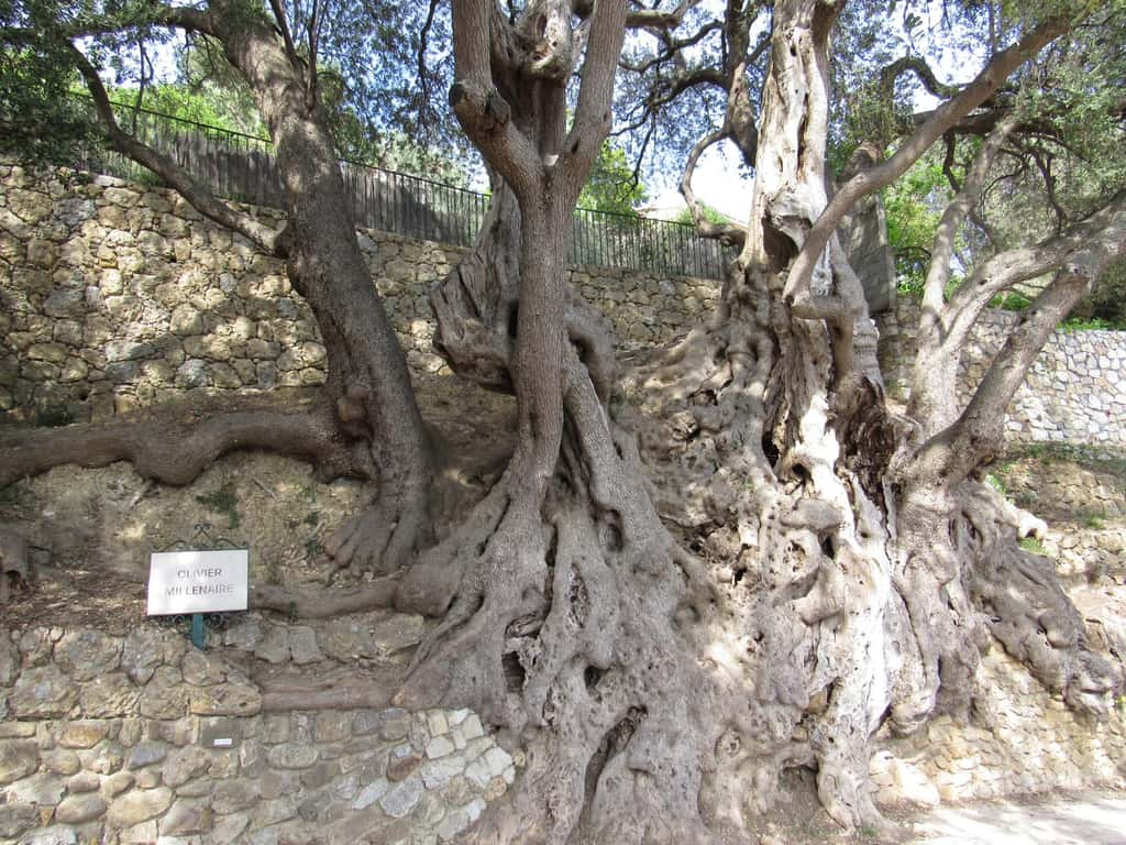 L’olivier de Roquebrune-Cap-Martin aurait été planté il y a 2.000 ans. © Massy_e_Krice, TripAdvisor
