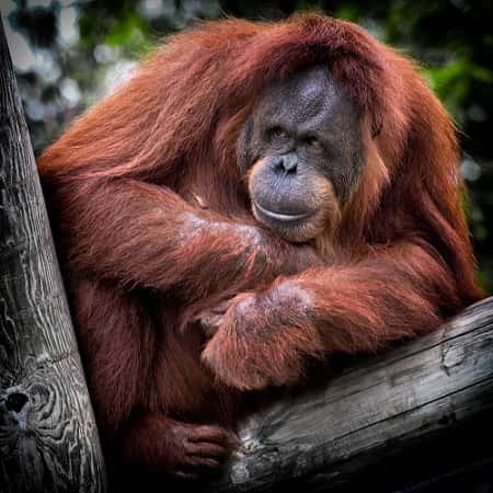 Les orangs-outans de Bornéo, <em>Pongo pygmaeus</em> de leur nom latin, sont endémiques à l’île. © PxHere