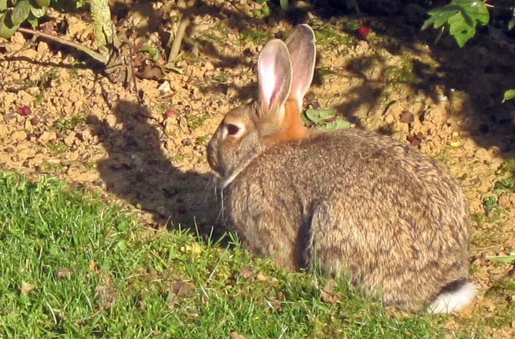 Les oreilles du lapin sont plus courtes que celles du lièvre. © Bj.schoenmakers, Wikipédia, DP