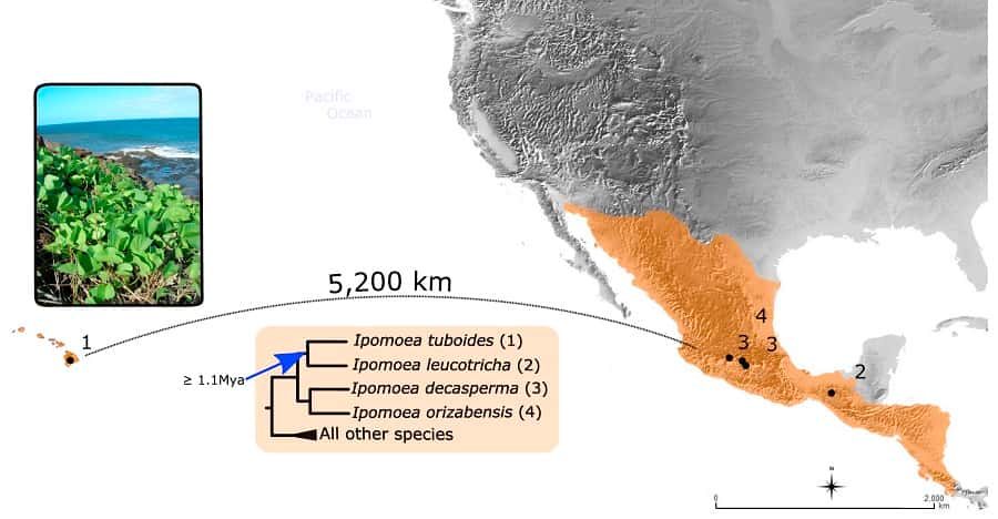 L’espèce<em> I. tuboides</em> (numérotée 1), endémique des îles Hawaï (en orange à gauche de la carte), a divergé depuis au moins 1,1 million d’années de ses plus proches parents (numérotés 1, 2, 3 et 4), tous confinés au Mexique et en Amérique centrale (en orange sur la carte). Sa présence à Hawaï, à 5.200 km de la côte américaine, s’explique très probablement par une dispersion naturelle, par le vent, la mer ou les oiseaux. © Pablo Muñoz-Rodriguez <em>et al.</em>, 2018, <em>Current Biology</em>