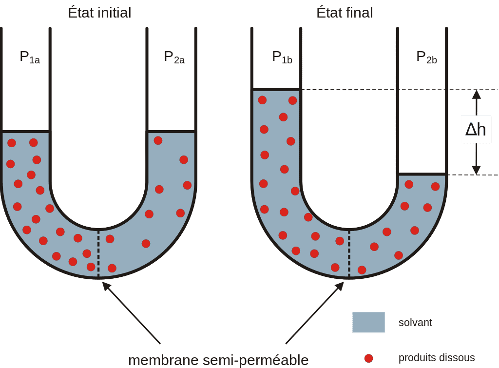 L'osmose est un phénomène de diffusion de la matière. Elle concerne les échanges entre deux solutions liquides ayant des concentrés en solutés différents, et séparées par une paroi semi-perméable. © Hans Hillewaert, Wikimedia Commons, CC by-sa 3.0