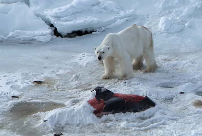Un ours polaire sur le cadavre d'un dauphin à nez blanc, dont seule une partie de la couche de graisse externe a été retirée. Le prédateur l'a recouvert de neige au niveau de la queue en vue de le conserver pour un repas ultérieur. © 2015 J. Aars <em>et al.</em>, <em>Polar Research</em>