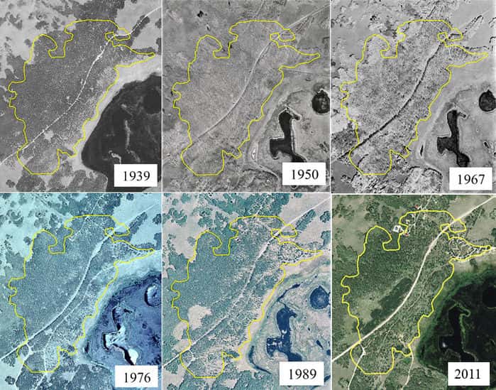 En analysant des photographies aériennes prises durant 72 ans, entre 1939 et 2011, les scientifiques de l’université d’État de l’Utah ont constaté un déclin inquiétant de Pando. © <em>USDA Aerial Photography Field Office</em>, Salt Lake City, Utah