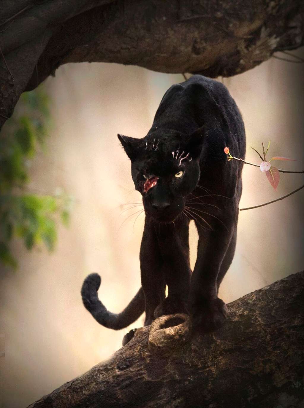 La panthère noire est un léopard avec une mutation génétique. Appelée mélanisme, celle-ci se trouve également chez le jaguar. © National Geographic