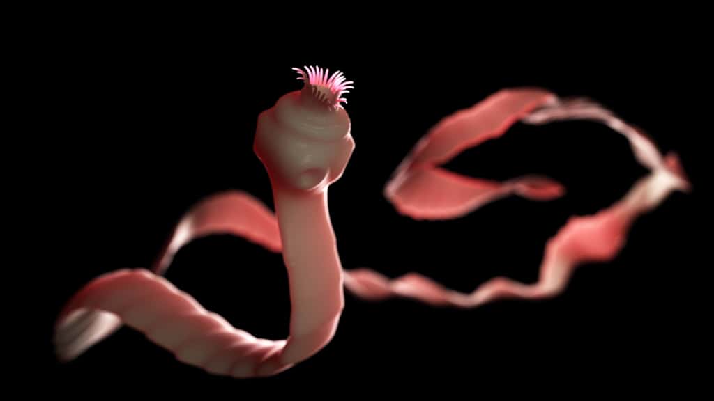 Seuls 4 % des parasites connus peuvent infecter l'humain. © SciePro, Adobe Stock