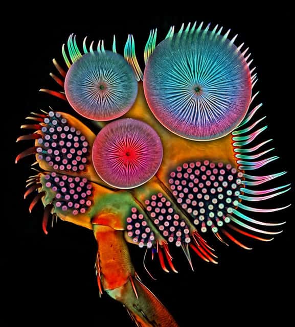Les ventouses qui ornent les pattes antérieures du scarabée plongeur apparaissent nettement sur cette photo. © Igor Siwanowicz, <em>Howard Hughes Medical Institute</em>