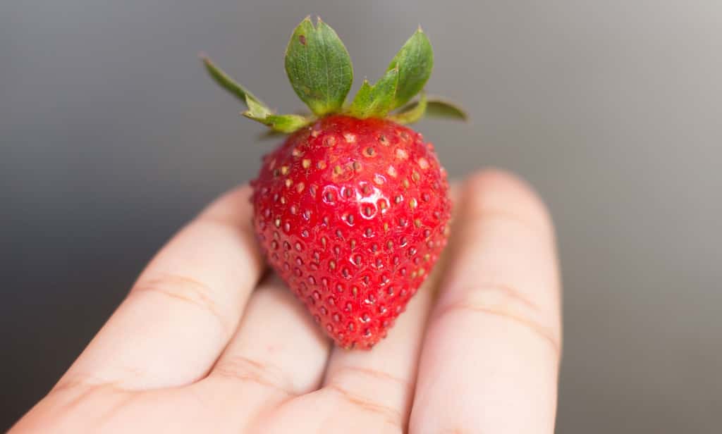 La fraise, symbole de l’envie chez la femme enceinte. © Marc Fulgar, Unsplash