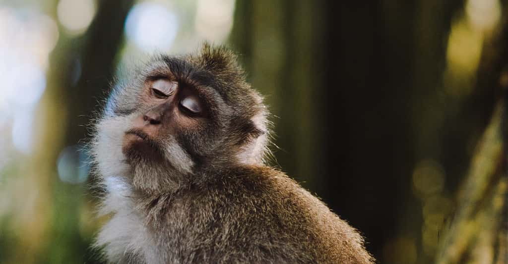 Chez les primates, l’instinct de compétition sociale est grand et certains talents liés à l’orgueil apparaissent utiles au succès reproducteur de l’individu. © Eirik Skarstein, Unsplash