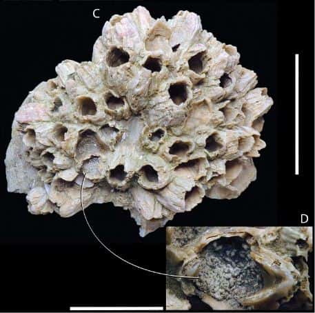 Les pelotes fécales de <em>Coprulus oblongus</em> ont été trouvées dans des restes de cirripèdes. Échelle en C = 50 mm, en D = 10 mm. © Godfrey et al, 2022