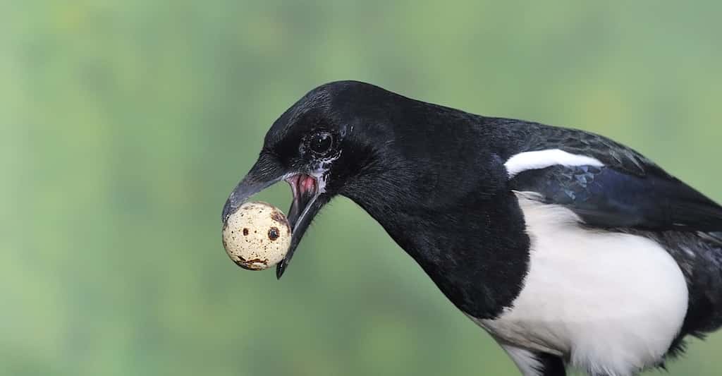 La pie peut parfois se laisser aller à voler des œufs dans un nid voisin. © Javier Castro, Fotolia