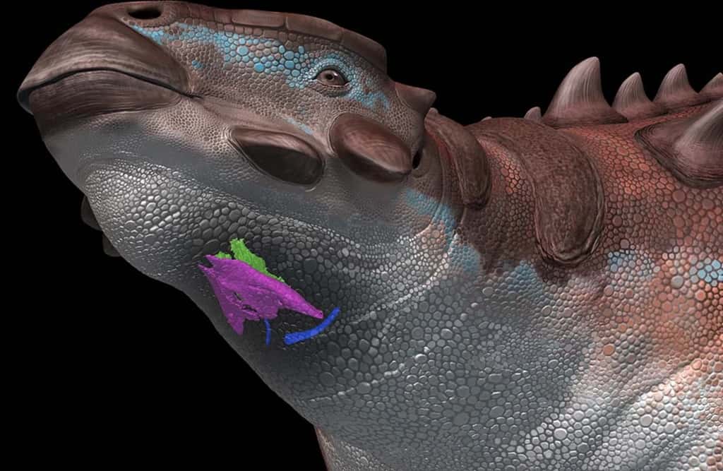 Reconstruction d'un <em>Pinacosaurus</em> avec les deux partie du larynx, le cricoïde (en violet) et l'aryténoïde (en vert), et l'os hyoïde (en bleu). © Tatsuya Shinmura