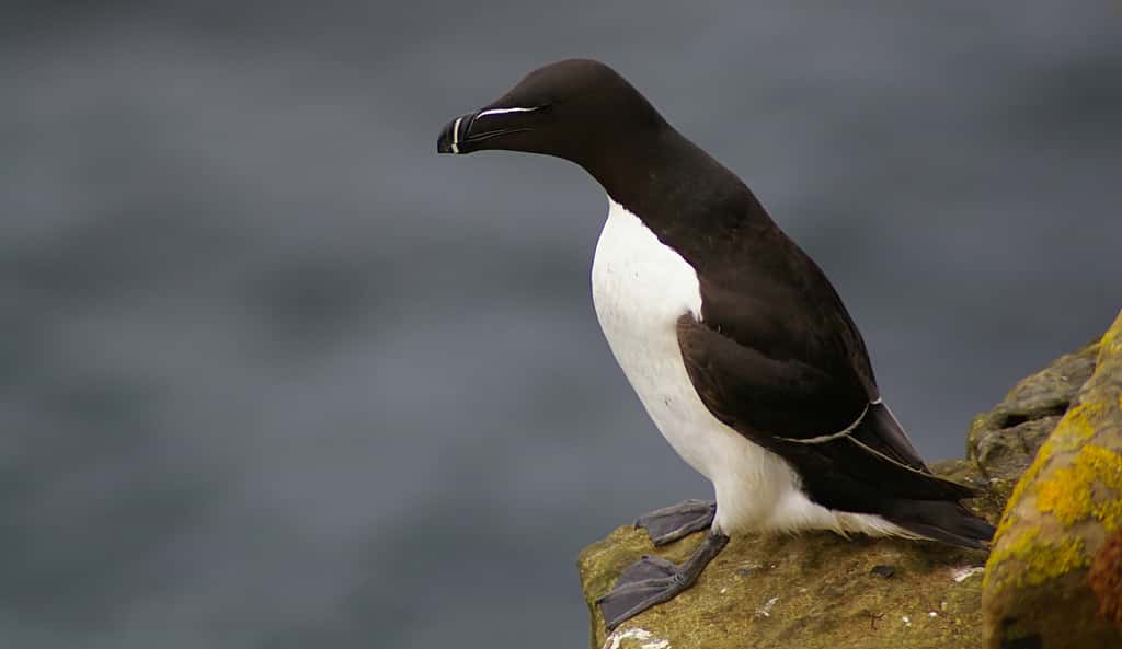 Les pingouins sont des oiseaux capables de voler. © jack_spellingbacon, Wikipédia, CC by 2.0