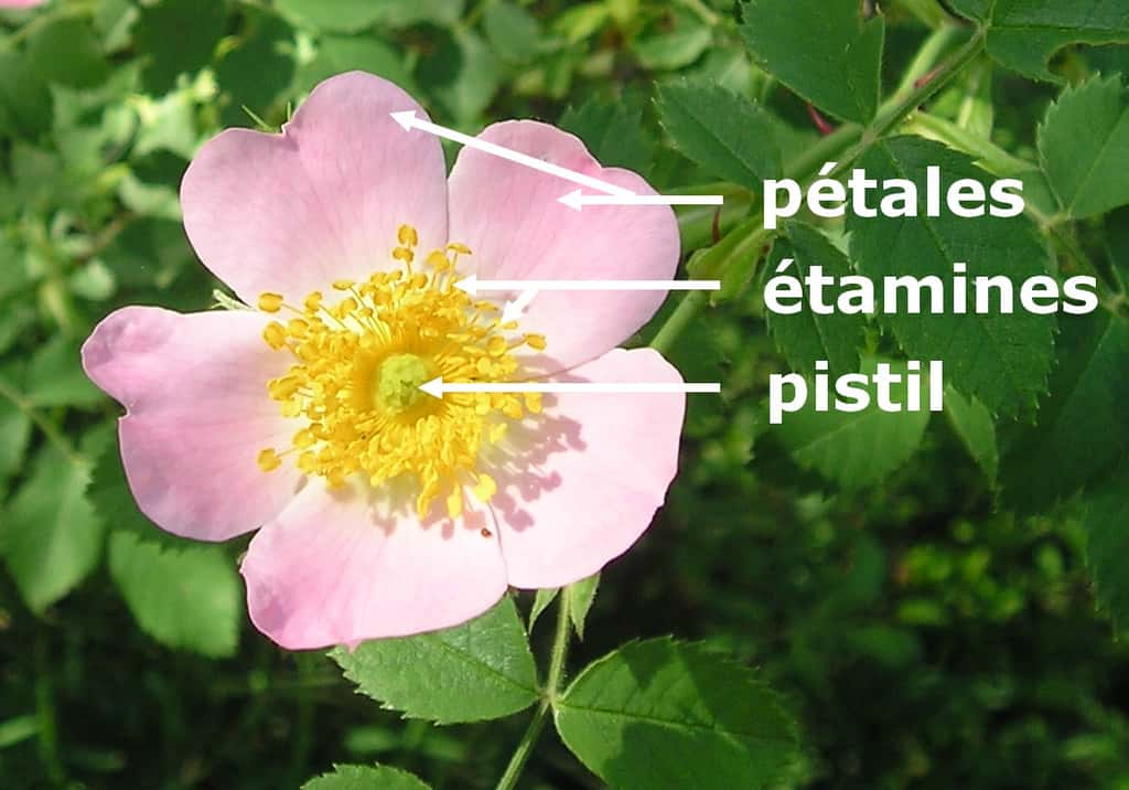 Ici, l’anatomie d’une fleur de rose sauvage (<em>rosa canina</em>) faisant apparaître le pistil. © Fraf, Wikipedia, GFDL