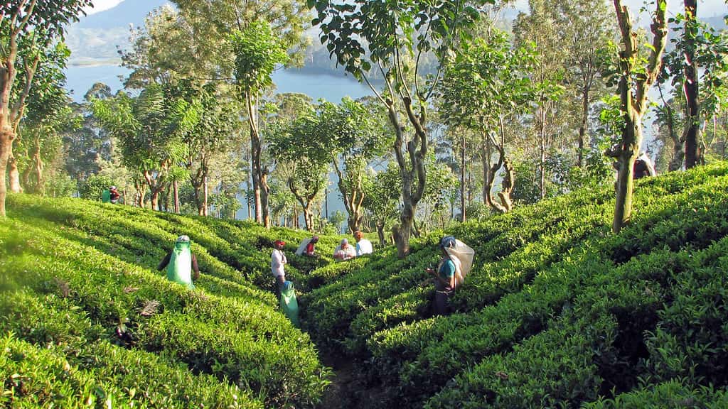 Le thé de Ceylan : thé de Kandy et thé d'altitude
