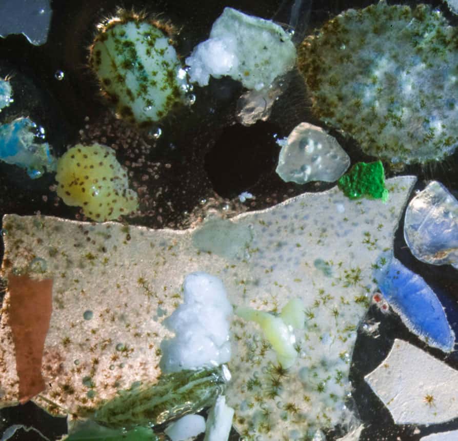 La précédente mission de Tara Expéditions visait l’étude du plastique en mer Méditerranée. On voit ici de minuscules fragments parmi du zooplancton. © Christian Sardet, Tara Expéditions