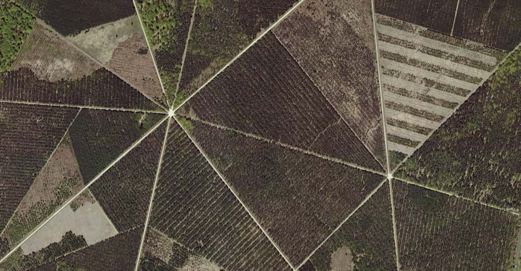 La forêt domaniale d’Orléans recouvrait, par le passé, jusqu’à 150.000 hectares sur une partie de la Beauce et du Gâtinais et la quasi-totalité de l’Orléanais. Elle comporte aujourd’hui quatre massifs parmi lesquels celui de Lorris - Les Bordes, ici en photo aérienne. © GéoPortail, IGN, Nasa, NGA