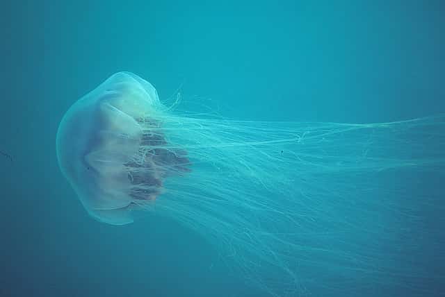 Le roi des océans emprunte-t-il son nom au roi des animaux ? La méduse à crinière de lion dépasse en longueur la fameuse baleine bleue, grâce à ses tentacules filiformes. © Derek Keats, Flickr 