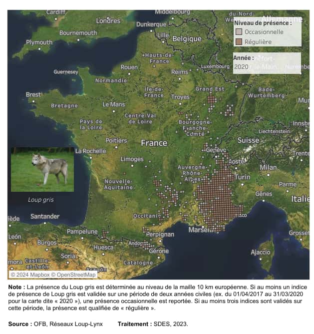 Légende de l'imageRépartition du loup en France métropolitaine entre 2003 et 2020. © OFB, Réseau Loup-Lynx