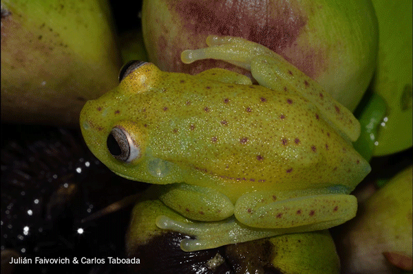 En plein jour, la grenouille arboricole apparaît ici plutôt jaune, avec des taches rouges. Sous rayonnement ultraviolet, elle émet une couleur verte fluorescente. © Julian Faivovich et Carlos Taboada, université de Buenos Aires