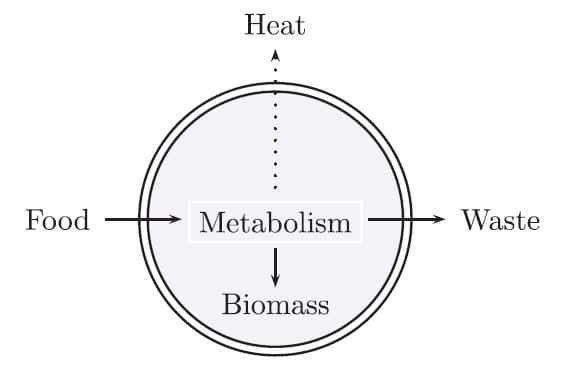 Simplification extrême du fonctionnement d'une protocellule. Avec de la nourriture, la protocellule (délimitée par une double membrane) produit de la biomasse, des déchets et de la chaleur. © Attal et Schwartz, 2021