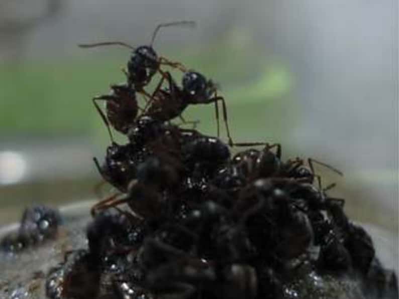 Dans ce radeau de fourmis, les individus sont associés pour favoriser la survie du groupe entier, aussi bien les pupes et les larves que les ouvrières et la reine. © D. Galvez, Purcell<em style="text-align: justify;">et al.</em>,<em style="text-align: justify;"> Plos One</em>, 2014, cc by sa 4.0