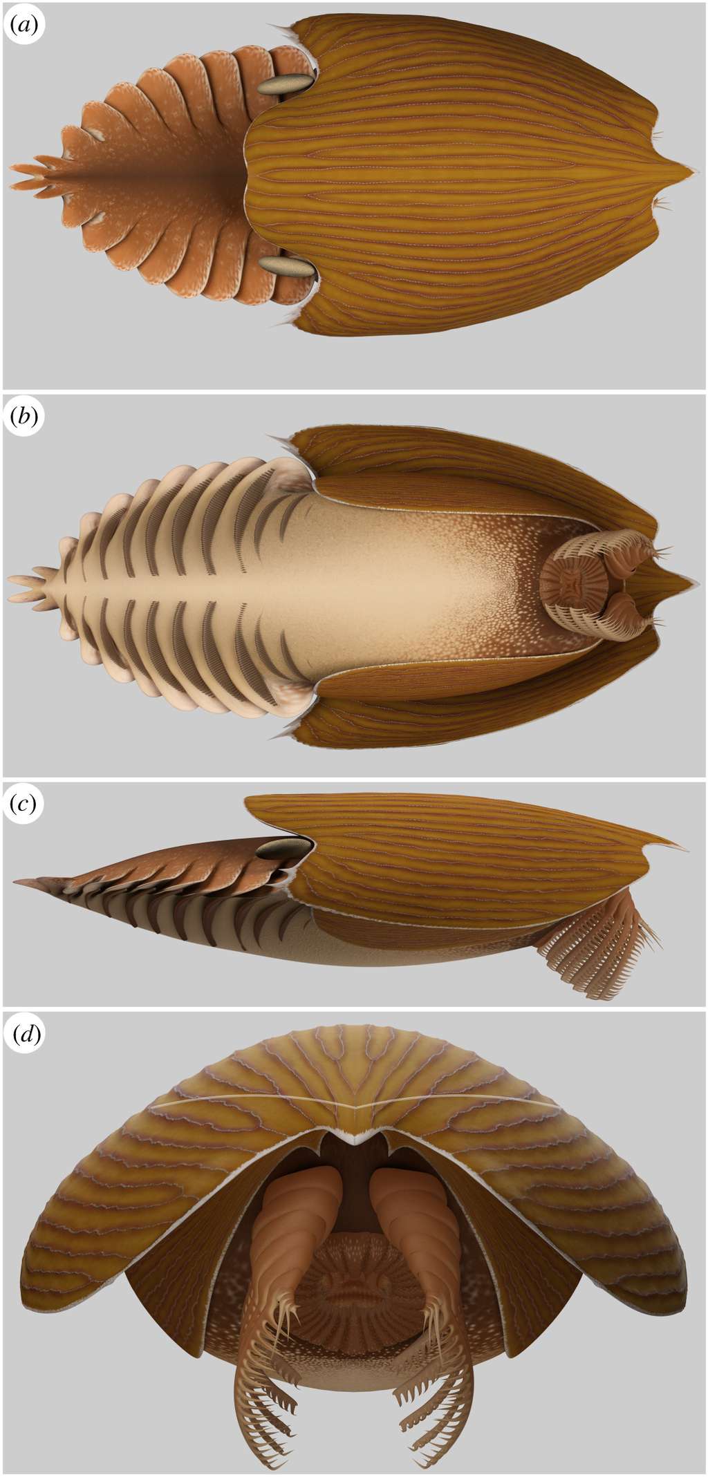 Reconstruction de <em>Titanokorys gainesi</em>. De haut en bas : vues dorsale, ventrale, latérale et frontale. © illustration de Lars Fields, <em>Caron and Moysiuk, </em>2021