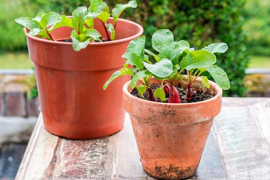 Culture facile de radis dans des pots. © beataaldridge, Adobe Stock
