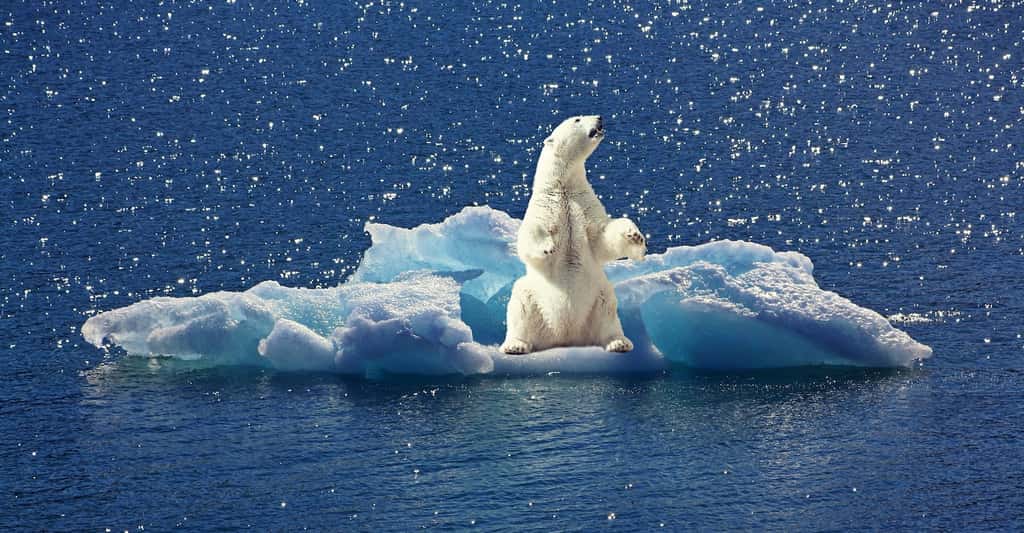 Les ours blancs vivent dans la région de l’Arctique. Leur survie est liée à celle de la banquise. © cocoparisienne, Pixabay, <em>CC0 Creative Commons</em>