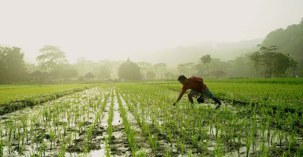 D’ici 2050, le riz pourrait contenir 7,6 % de protéines en moins. La faute au réchauffement climatique et à l'augmentation du taux de dioxyde de carbone dans l’atmosphère. © Agus Triyanto, Licence Pixabay