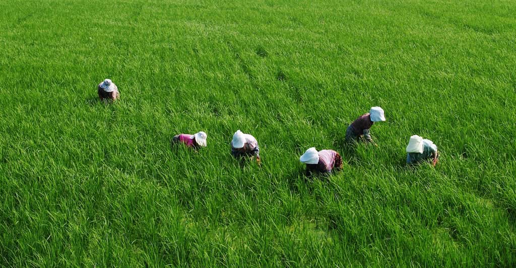 Si les résultats des chercheurs de l’université de Washington se confirment, les habitants de la Birmanie, du Laos ou du Cambodge – dont l’alimentation repose essentiellement sur le riz –, notamment, pourraient être menacés de malnutrition. © ecoyou, Pixabay, CC0 Creative Commons