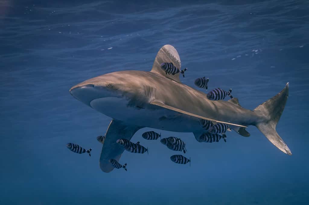 Un <em>centrum</em> et les dents enfoncées dans celui-ci ont probablement appartenu à un requin du genre <em>Carcharhinus</em>, comme ce requin longimane. © Stephan, Adobe Stock