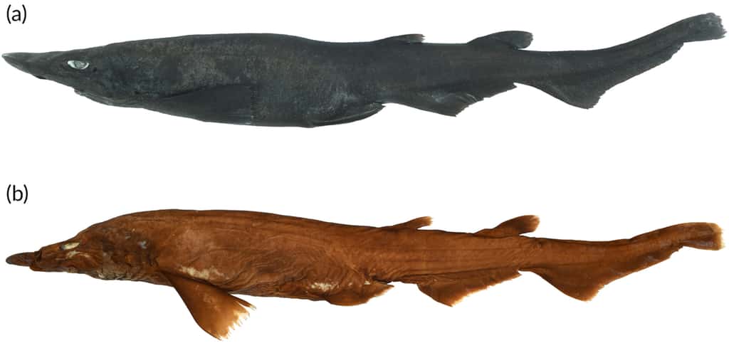Les spécimens, en vue latérale, de l'holotype, l'individu sur qui se base la description de l'espèce <em>Apristurus ovicorrugatus</em>. L'espèce fait partie des Scyliorhinidae, la famille des roussettes, et vit en eaux profondes. Ce qui est étonnant, c'est son œil blanc brillant, un caractère très rare chez les poissons des profondeurs. Photo du spécimen fraîchement collecté (a) et photo du spécimen préservé (b). © White <em>et al.</em> (2023)