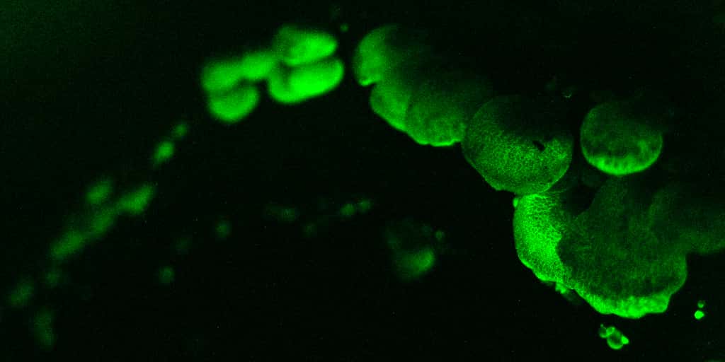 Certains organismes vivants convertissent de l’énergie chimique en énergie lumineuse. Ici, un champignon, le <em>Panellus stipticus</em>. On parle alors de bioluminescence. © Ylem, Wikipedia, Domaine Public