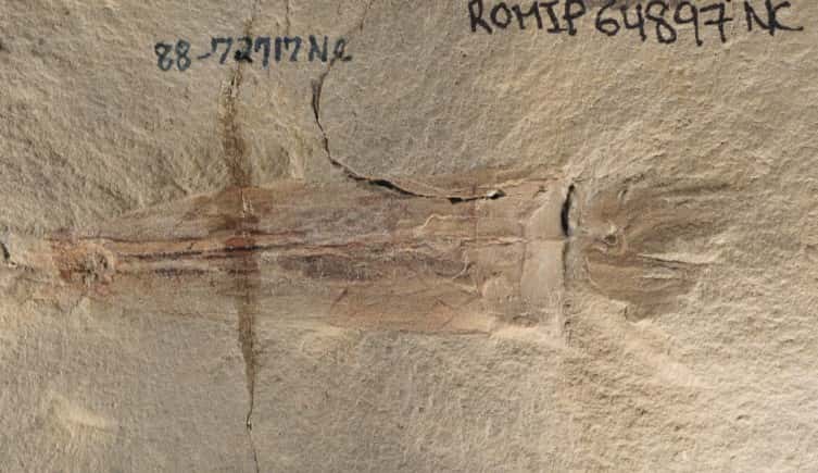 Le fossile de <em>S. bideni</em> mesure environ 12 centimètres de long et permet de distinguer une poche à encre ainsi que dix bras. © Christopher Whalen