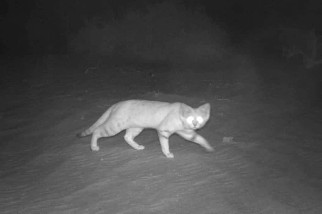 Une des 46 images du chat des sables photographié la nuit dans la zone protégée de la Baynouna. © <em>Environment Agency</em>, Abou Dhabi