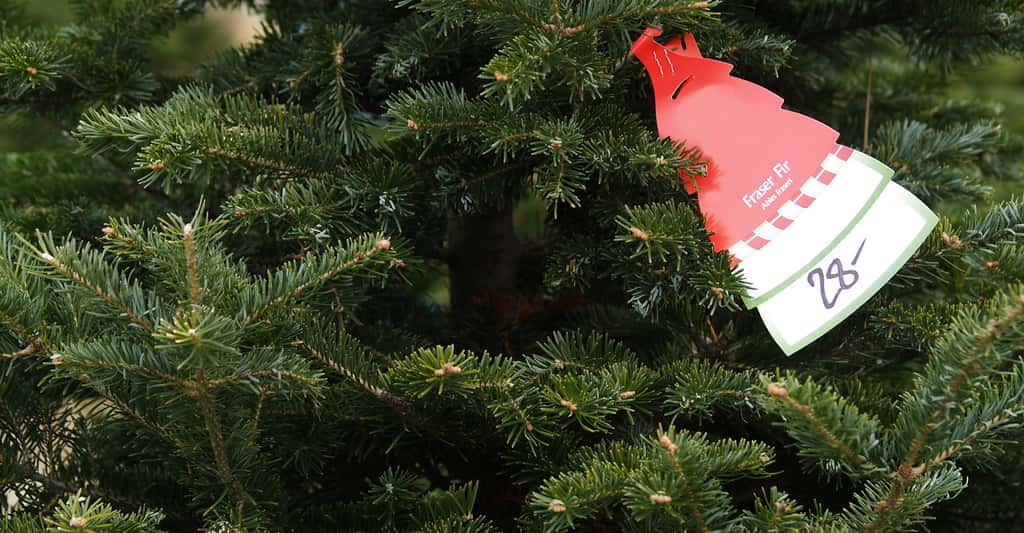 En Amérique du Nord, malgré le soin que demande sa culture, le sapin de Fraser (vert foncé, parfumé, forme équilibrée, bonne conservation des aiguilles) est l’une des espèces les plus cultivées comme arbre de Noël. © sparkia, Fotolia
