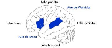 Le cortex visuel est situé dans le lobe occipital, dans l'arrière de la tête. © Fédération pour la recherche sur le cerveau
