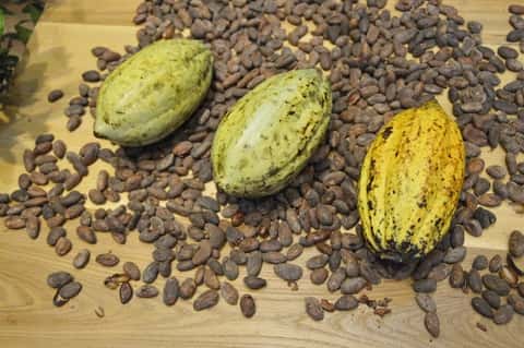 Pour passer de la cabosse au chocolat, les fèves de cacao subissent une transformation qui peut altérer leurs bienfaits pour la santé en faveur du goût. Des chercheurs proposent d’améliorer ce procédé pour ne plus sacrifier les uns au profit de l’autre. © PxHere