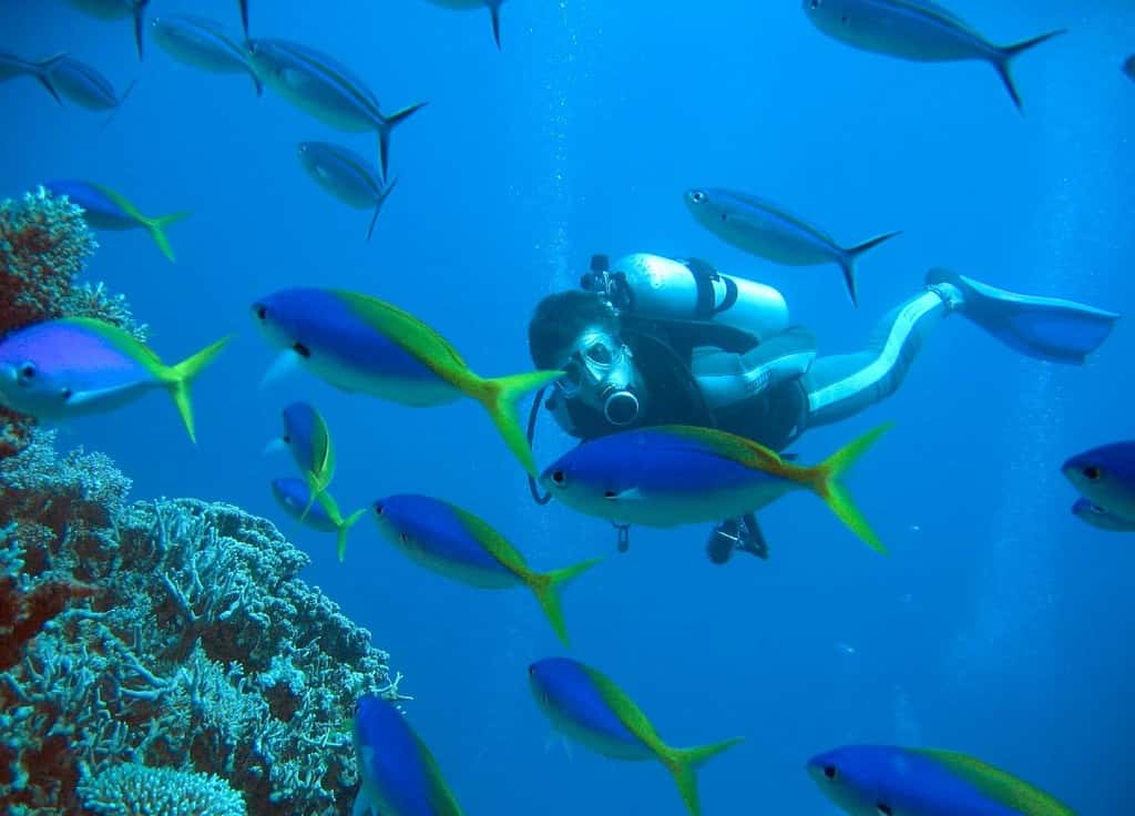 Le monde sous-marin est peuplé d'êtres colorés et bigarrés. Ici, un plongeur explore la Grande barrière de corail, près de l'Australie. © CC BY-SA 2.5, Richard Ling, <em>Wikimedia Commons</em>