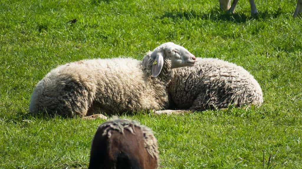 Sous l'influence d'un haut dosage de kétamine, l'activité cérébrale des moutons s'interrompt complètement. © Didgeman, Pixabay