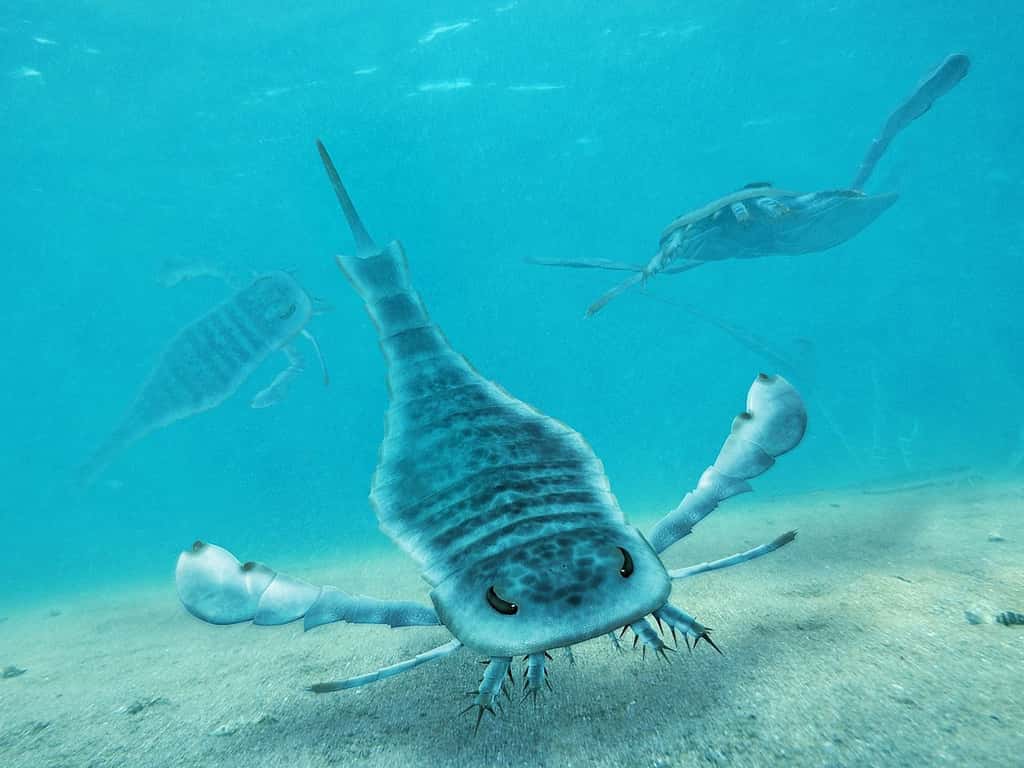Les mers du Silurien sont devenues célèbres grâce à la découverte de fossiles de sortes de scorpions géants. On voit ici une reconstitution d'artiste de certains de ces arthropodes appelés euryptérides. © Wikipédia, cc by 2.0