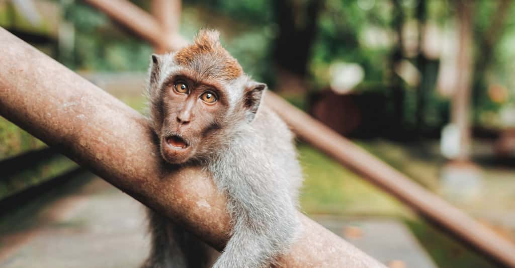 Même les singes préfèrent les marques associées à une publicité sexuelle. © Jared Rice, Unsplash